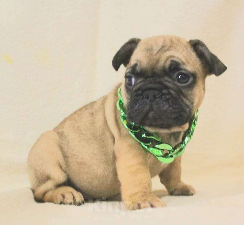 Собаки в Москве: Щенки Французики Мальчик, 130 000 руб. - фото 1