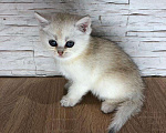 Кошки в Санкт-Петербурге: Британские (шиншилла) котята с родословной, 15 000 руб. - фото 2