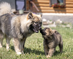 Собаки в Перми: Евразиер - редкая порода! Девочка, 140 000 руб. - фото 6
