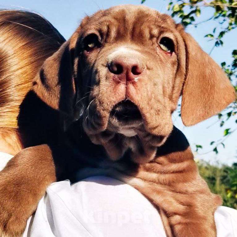 Собаки в Москве: Щенки неаполитанского Мастифа Девочка, 80 000 руб. - фото 2