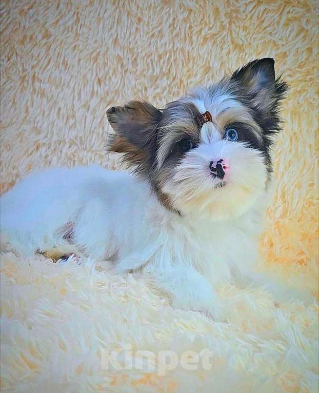 Собаки в Москве: Девочка Голдберри Диамонд Девочка, 120 000 руб. - фото 2