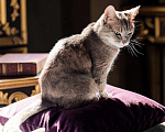 Кошки в Москве: Кошечка Сима Девочка, Бесплатно - фото 4