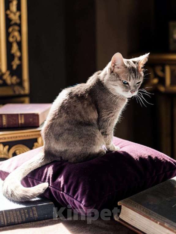 Кошки в Москве: Кошечка Сима Девочка, Бесплатно - фото 4