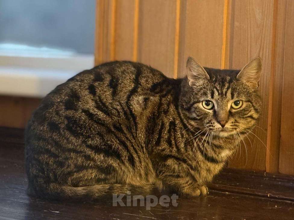 Кошки в Москве: Подарите Филе шанс Мальчик, Бесплатно - фото 3