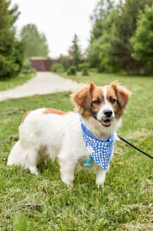 Собаки в других городах Московской области: Арни ищет семью Мальчик, Бесплатно - фото 9