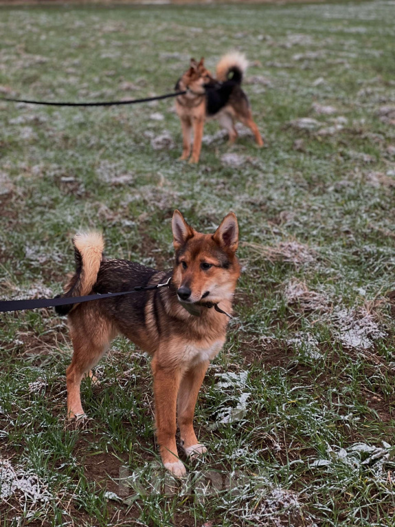 Собаки в Клине: Миндаль — милая карамельная очаровашка, которая ждёт своего Человека Девочка, Бесплатно - фото 9