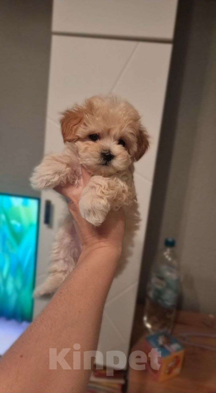 Собаки в Мытищах: Мальтипу F1 Девочка, 200 000 руб. - фото 6