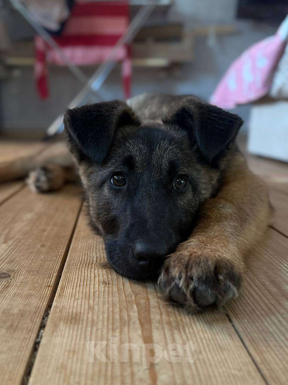 Собаки в Москве: Бельгийская овчарка,щенок в добрые руки  Девочка, Бесплатно - фото 4