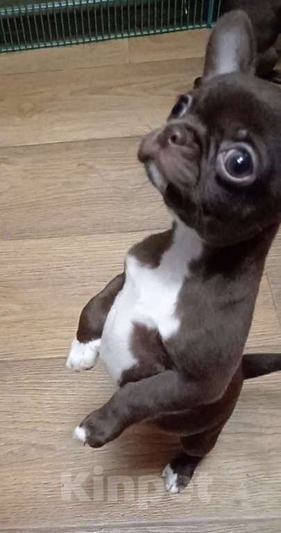 Собаки в Москве: Шоколадная девочка чихуахуа Девочка, 45 000 руб. - фото 4