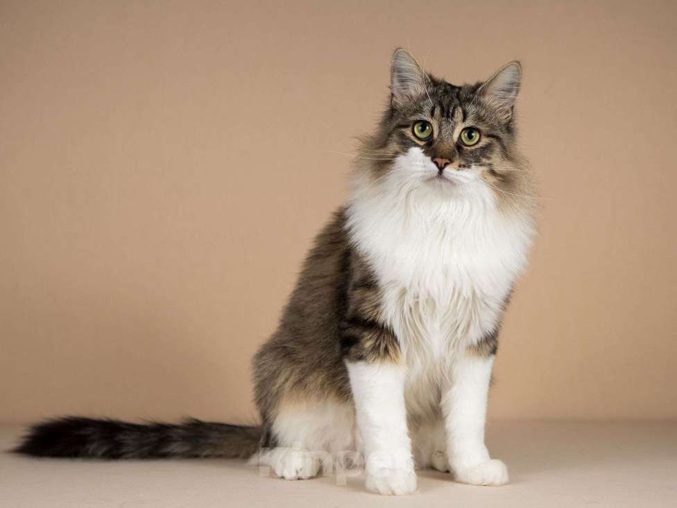 Кошки в Москве: Добрый ласковый богатырь кот Фунтик Мальчик, Бесплатно - фото 8