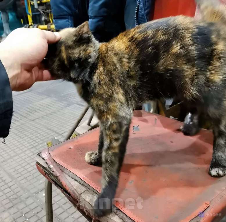 Кошки в Мурином: Отдам кошечку-подростка в добрые руки Девочка, Бесплатно - фото 2