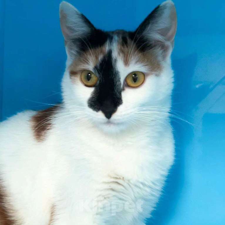 Кошки в Москве: Спасиье ласковую кошечку! Девочка, Бесплатно - фото 2