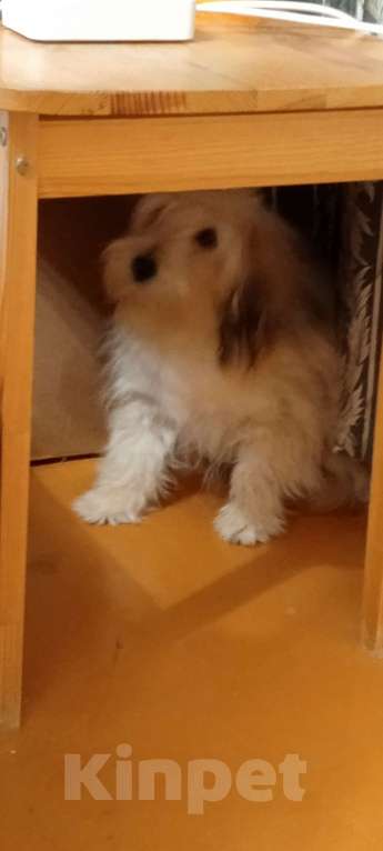 Собаки в Самаре: Продам Мальчик, 80 000 руб. - фото 8