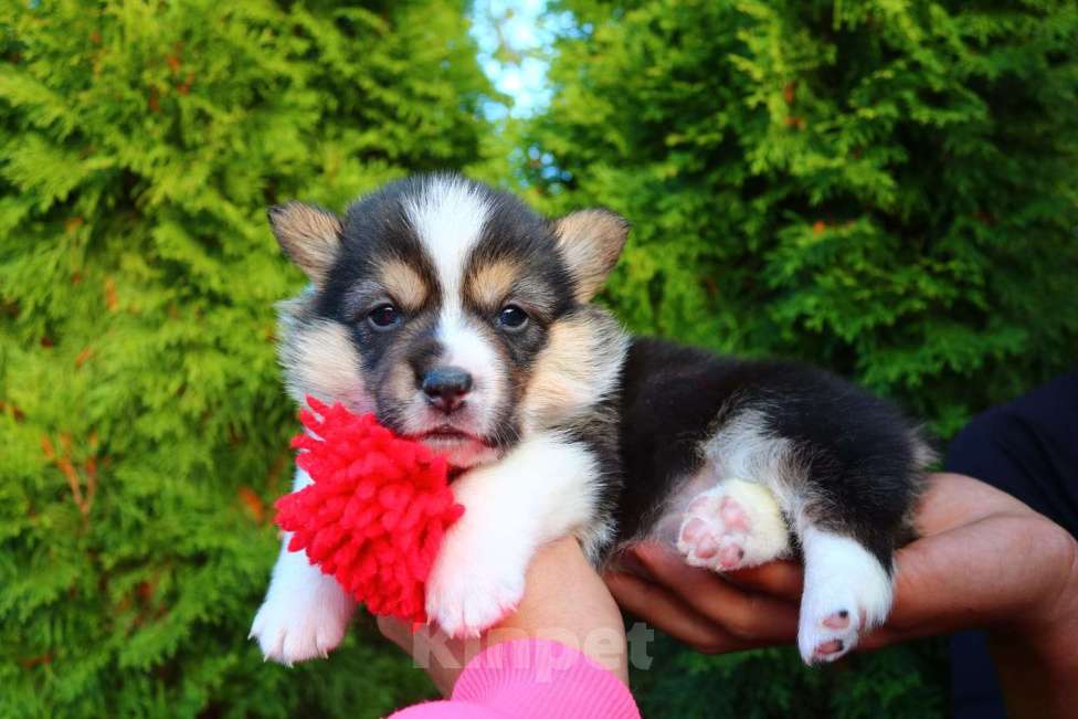 Собаки в Москве: Вельш-корги-пемброк щенки Девочка, 35 000 руб. - фото 2
