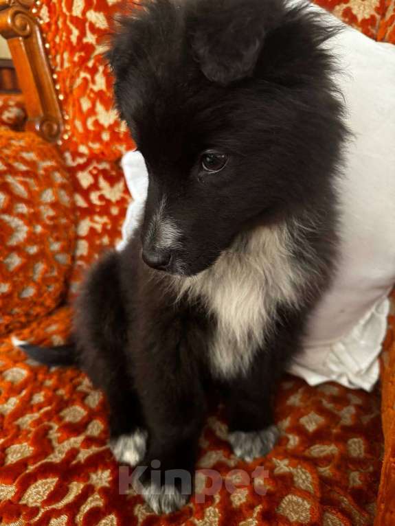 Собаки в Москве: В добрые руки мальчик! щенок ищет дом! Мальчик, Бесплатно - фото 6