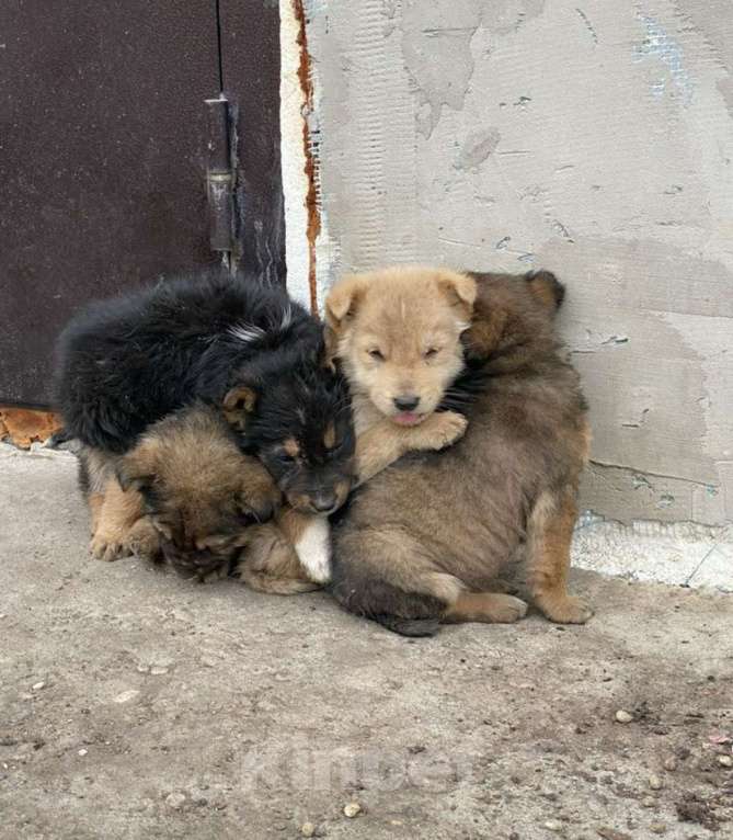 Собаки в Пятигорске: Отдаем щенков в добрый руки Девочка, Бесплатно - фото 1