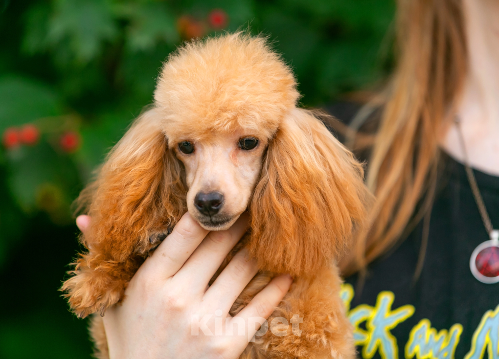 Собаки в Раменском: девочка супер мини Девочка, Бесплатно - фото 4