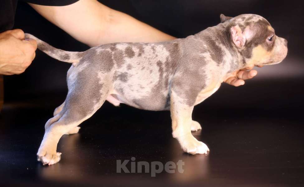 Собаки в Всеволожске: ММ ДАЛМОР ВИНТАЖ Мальчик, Бесплатно - фото 4