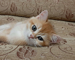 Кошки в Махачкале: Милый мальчик  Мальчик, 35 000 руб. - фото 3