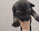 Собаки в Козьмодемьянске: Очаровательные малыши ищут семью! 🐾 Разнополые, 10 000 руб. - фото 7