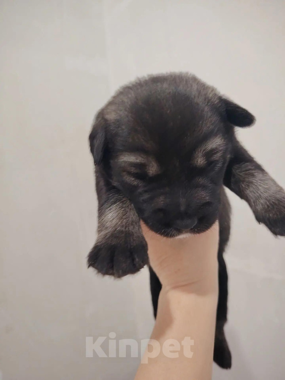 Собаки в Козьмодемьянске: Очаровательные малыши ищут семью! 🐾 Разнополые, 10 000 руб. - фото 7