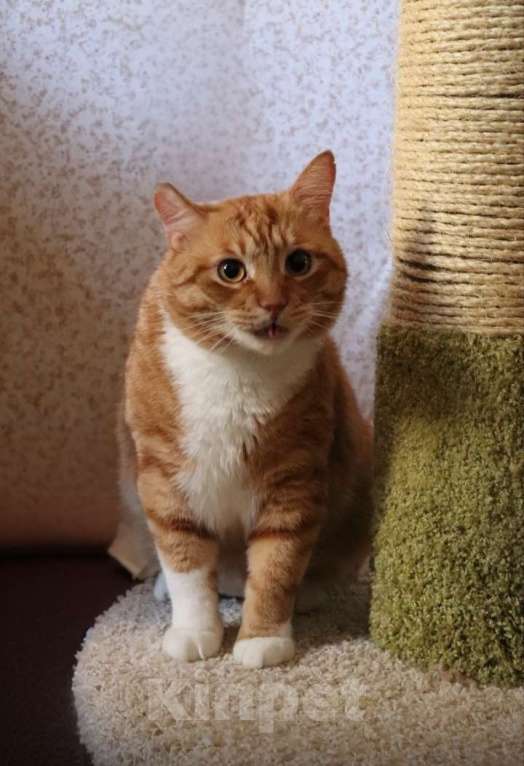 Кошки в Санкт-Петербурге: Котик Лёва ждёт вас Мальчик, Бесплатно - фото 4