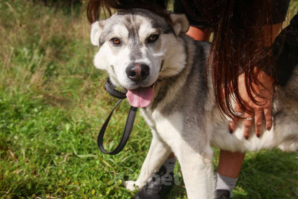Собаки в Москве: Серенький Мальчик, Бесплатно - фото 25