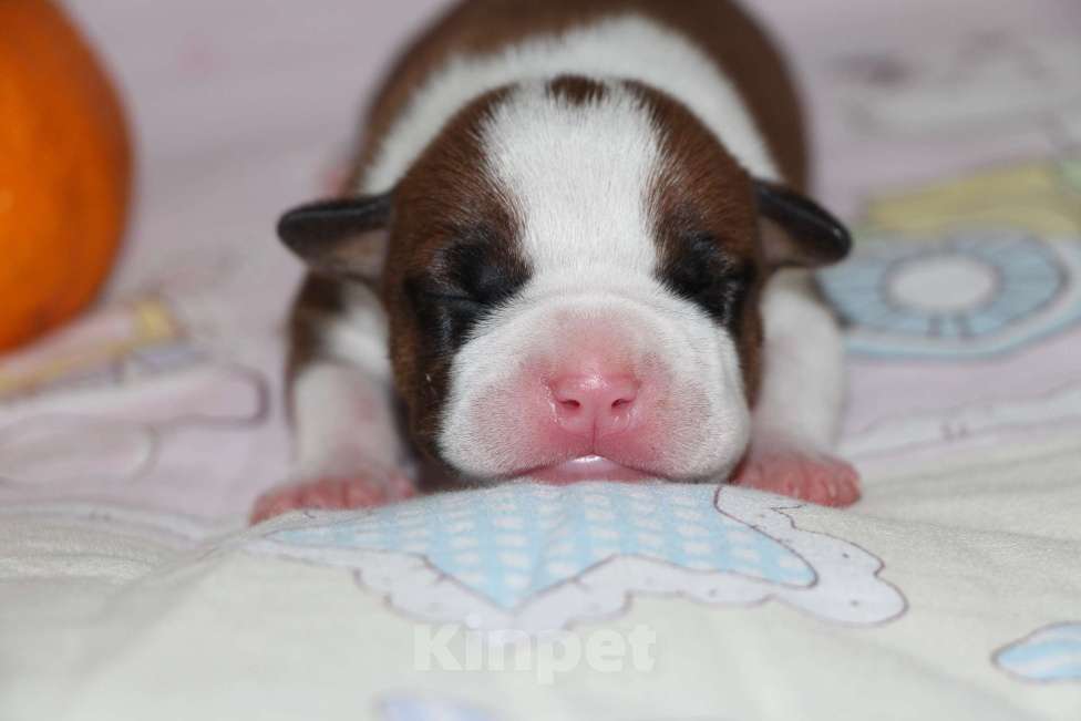 Собаки в Владивостоке: Американский стаффордширский терьер Мальчик, Бесплатно - фото 1