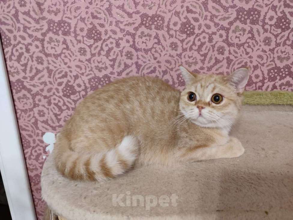 Кошки в Москве: Рыжая девочка  Девочка, 15 000 руб. - фото 2