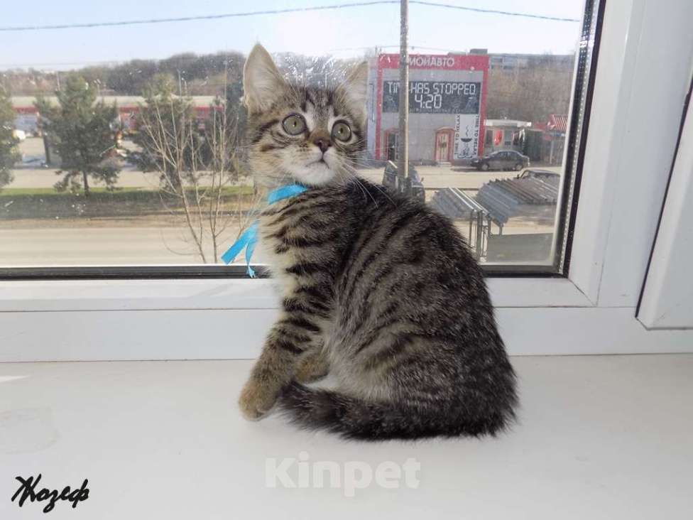 Кошки в Москве: Шотландский короткошерстный прямоухий мальчик Мальчик, 9 000 руб. - фото 5