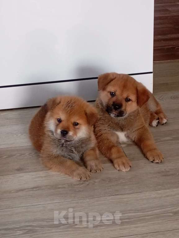 Собаки в Красноярске: Щенок  Мальчик, Бесплатно - фото 3