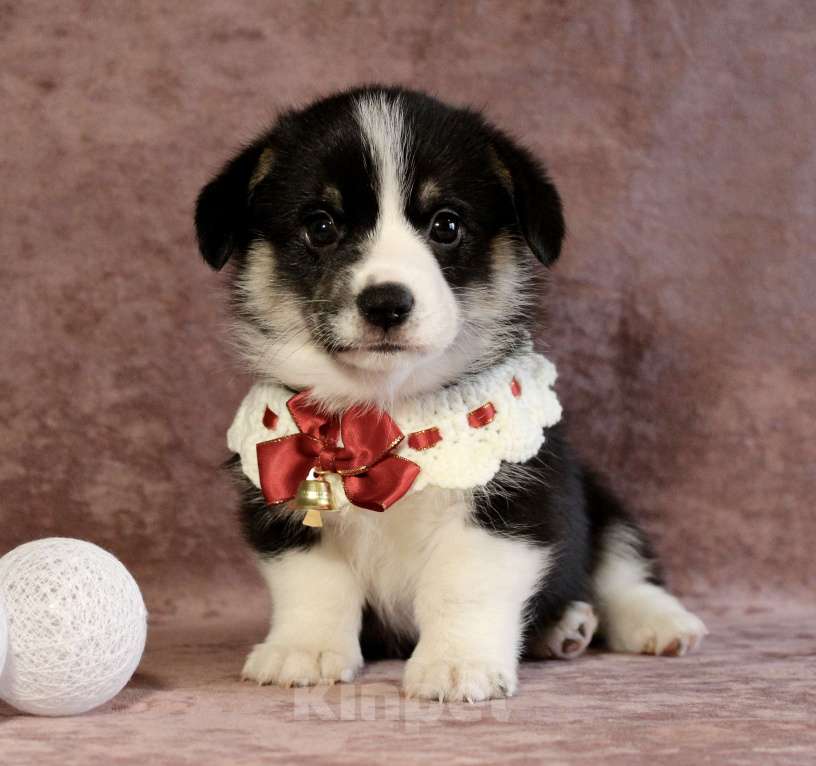 Собаки в Москве: Щенки вели корги пемброк  Мальчик, 50 000 руб. - фото 6