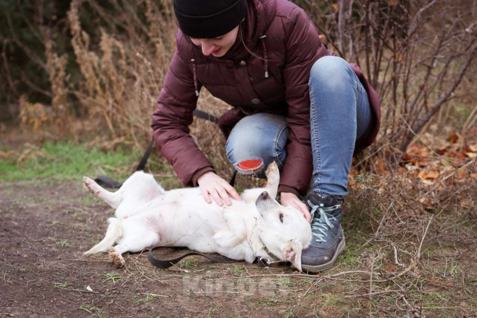 Собаки в Москве: Коротколапая, небольшая собачка ищет дом Девочка, Бесплатно - фото 1