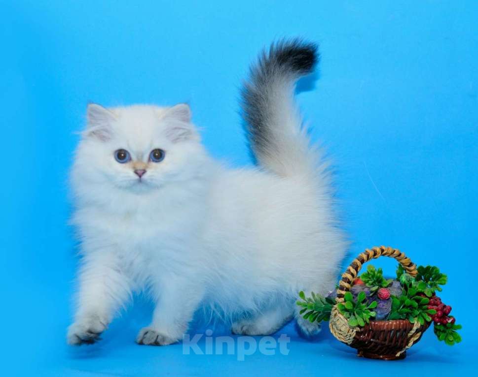 Кошки в Рыбинске: БЛЮЗ Мальчик, 30 000 руб. - фото 2