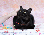 Кошки в Москве: Ласковый котик в добрые руки Мальчик, Бесплатно - фото 5