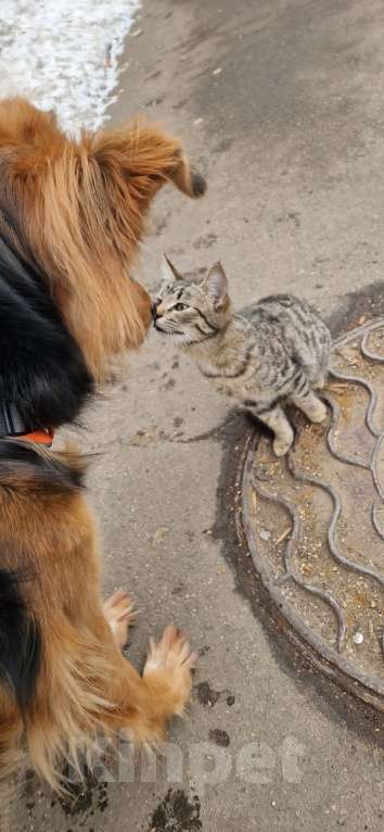 Кошки в Москве: Котята живут под ёлкой Девочка, Бесплатно - фото 1