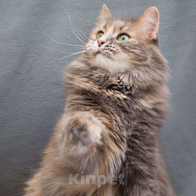 Кошки в Москве: Пушистая Плюша в добрые руки Девочка, Бесплатно - фото 4