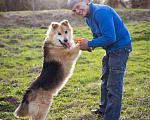 Собаки в Москве: Валли  - слепой пёсик в добрые руки Мальчик, Бесплатно - фото 7