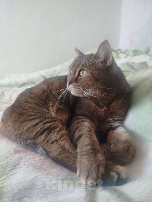 Кошки в Мытищах: Ищу новый дом для котиков Мальчик, Бесплатно - фото 2