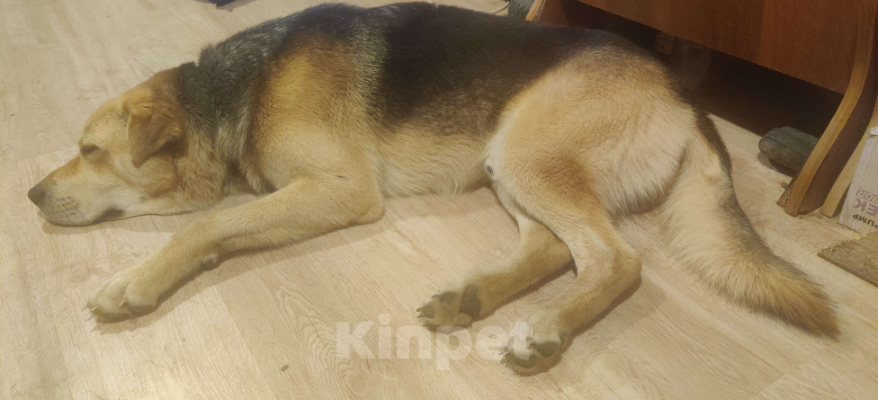 Собаки в других городах Ленинградской области: Пропал Тяпа. Мальчик, 5 000 руб. - фото 4