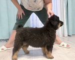 Собаки в других городах Московской области: Щенок банхара Девочка, 60 000 руб. - фото 2