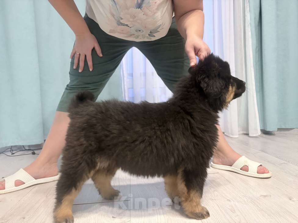 Собаки в других городах Московской области: Щенок банхара Девочка, 60 000 руб. - фото 2