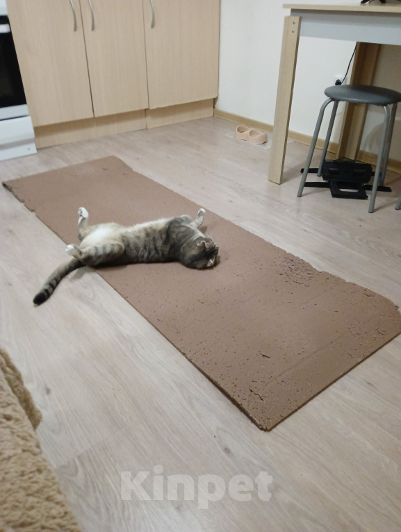 Кошки в других городах Ленинградской области: Отдам в добрые руки кота Мальчик, 50 руб. - фото 3