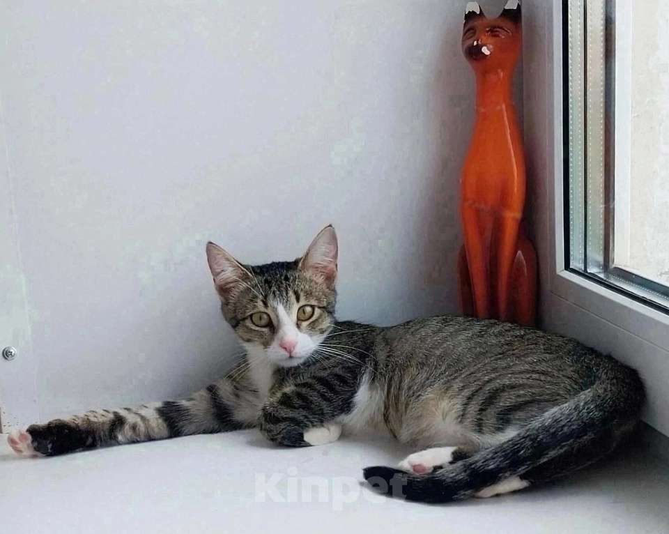 Кошки в Рыбинске: Кукуся Девочка, Бесплатно - фото 2