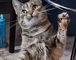 Кошки в Санкт-Петербурге: Кошечка для души Девочка, Бесплатно - фото 6