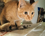 Кошки в Москве: Котенок Мартин 4,5 месяца ищет дом и заботливых хозяев  Мальчик, Бесплатно - фото 2