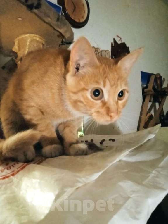 Кошки в Москве: Котенок Мартин 4,5 месяца ищет дом и заботливых хозяев  Мальчик, Бесплатно - фото 2