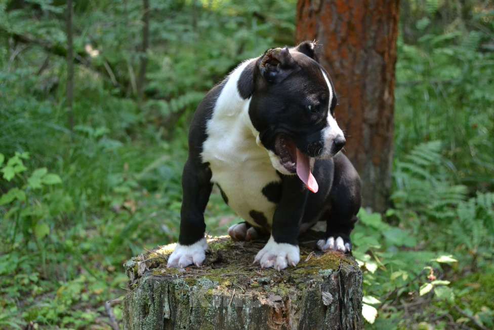 Собаки в других городах Московской области: Американский Булли стандарт Мальчик, 130 000 руб. - фото 4