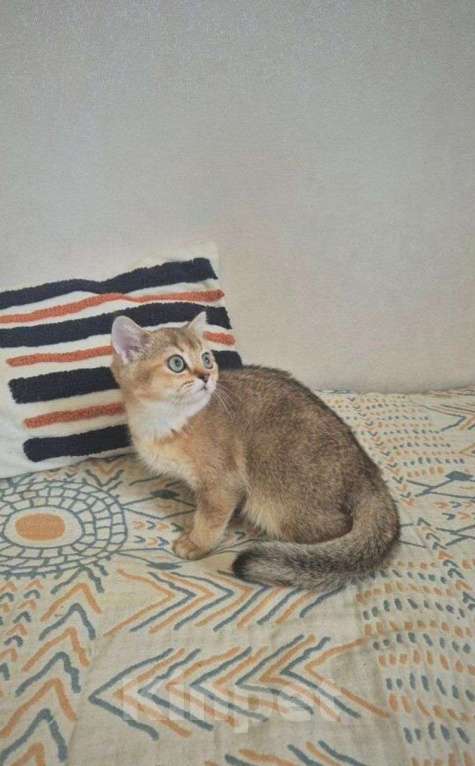 Кошки в Химках: Британская золотая шиншила ny25 4мес Девочка, 21 000 руб. - фото 2