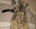 Кошки в Туле: Очаровательный котик Василий, Бесплатно - фото 4
